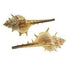 AussieSuperStore Art & Craft Essentials Craft Spikey Shells Craft Spikey Shells | Shells for Crafting 9331468051909 VJY502